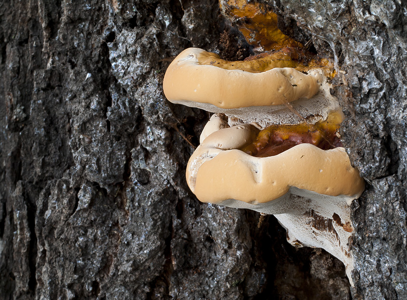 Ganoderma resinaceum